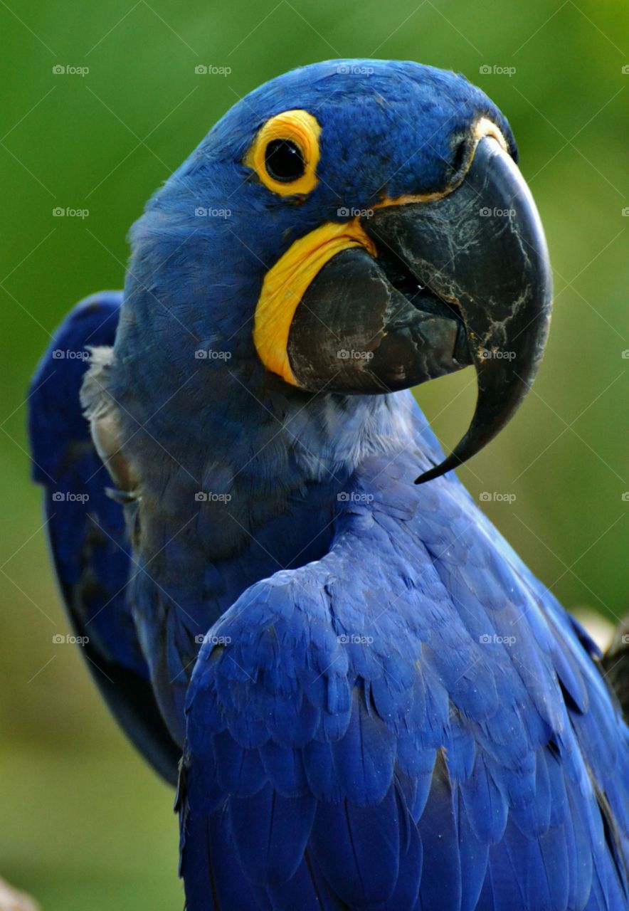 Hyacinth Macaw