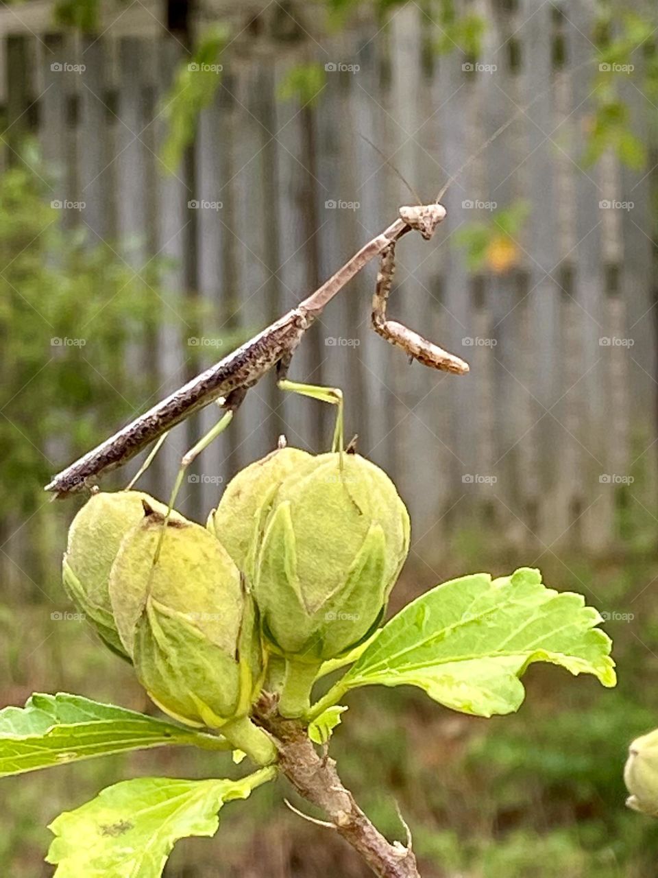 Praying Mantis on Seed Pods 