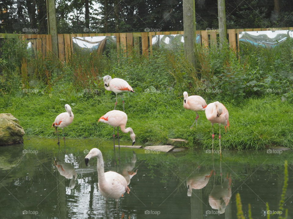 Flamingos in Folly Farm Zoo