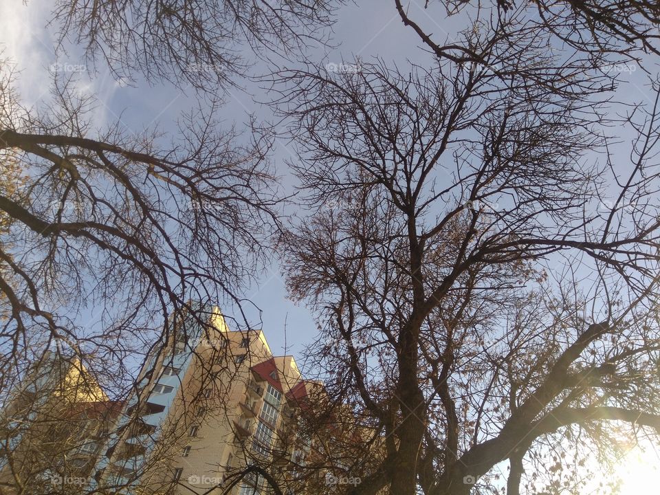 house and trees street view cityscape