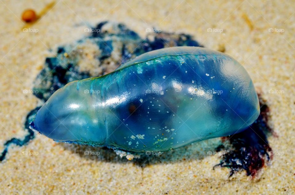 Blue Jellyfish Macro