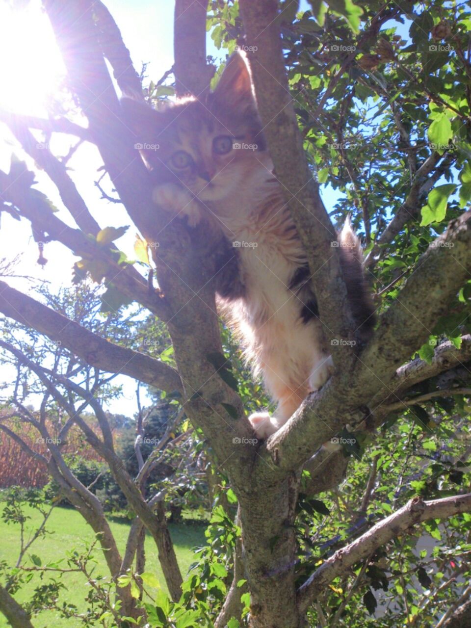 Kitty in tree. my kitty was adventurous 