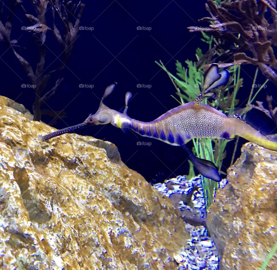Sea dragon 