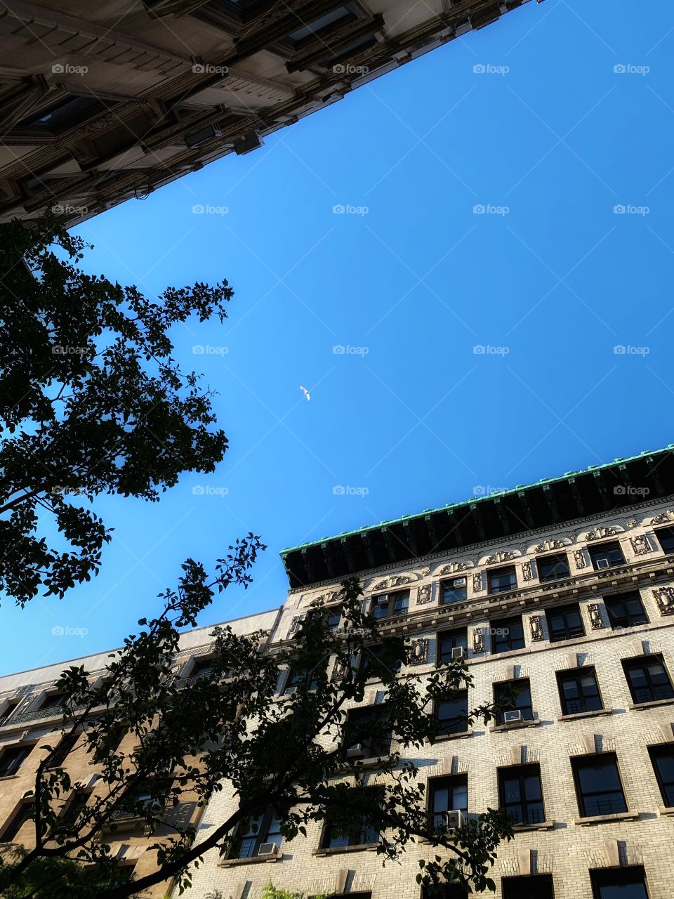 A white bird at the center of the two buildings. Blue sky and leaves. Urbanization.