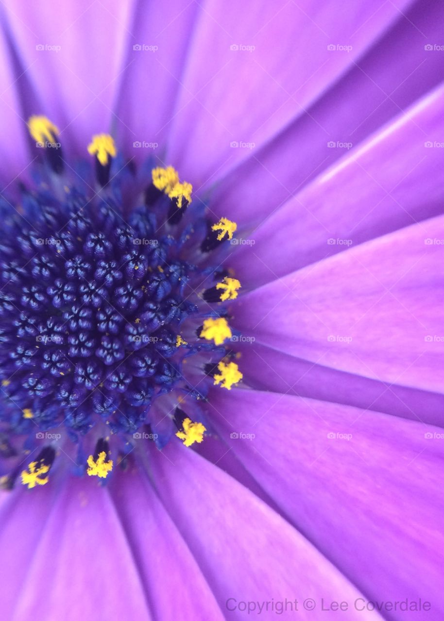 Purple Petals 