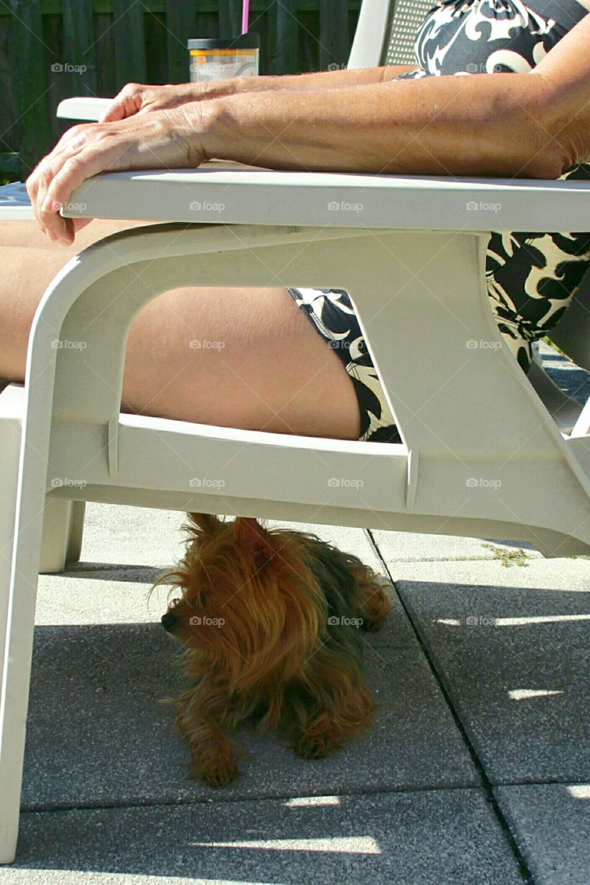Sunbathers. Lounging sunbather with puppy lying in the shade under the lounge chair