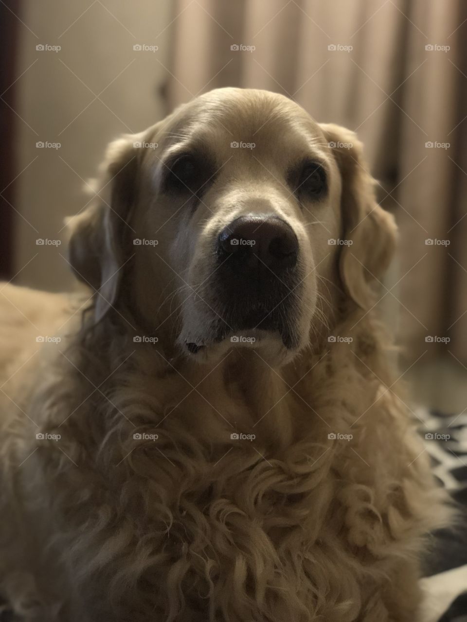 Nocas (Golden Retriever)