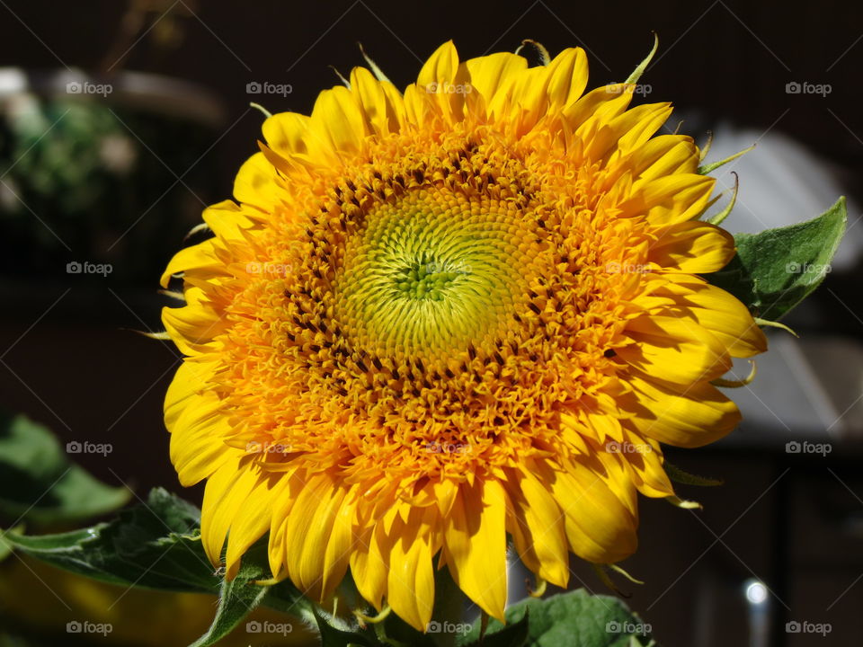 Sunflower 