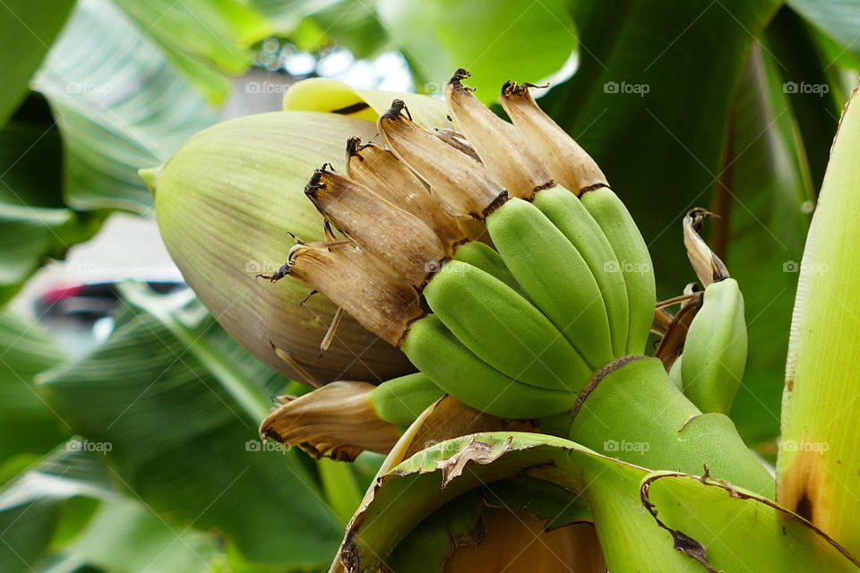 Banana blossom