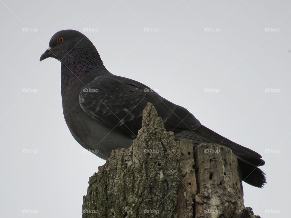 bird pigeon wood sky