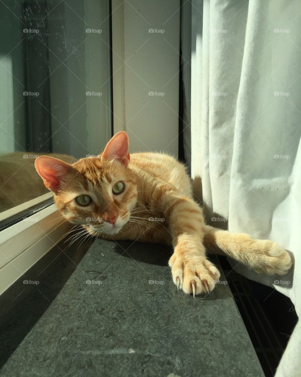 My cat, Dexter chilling in the window post looking pretty in the sun 