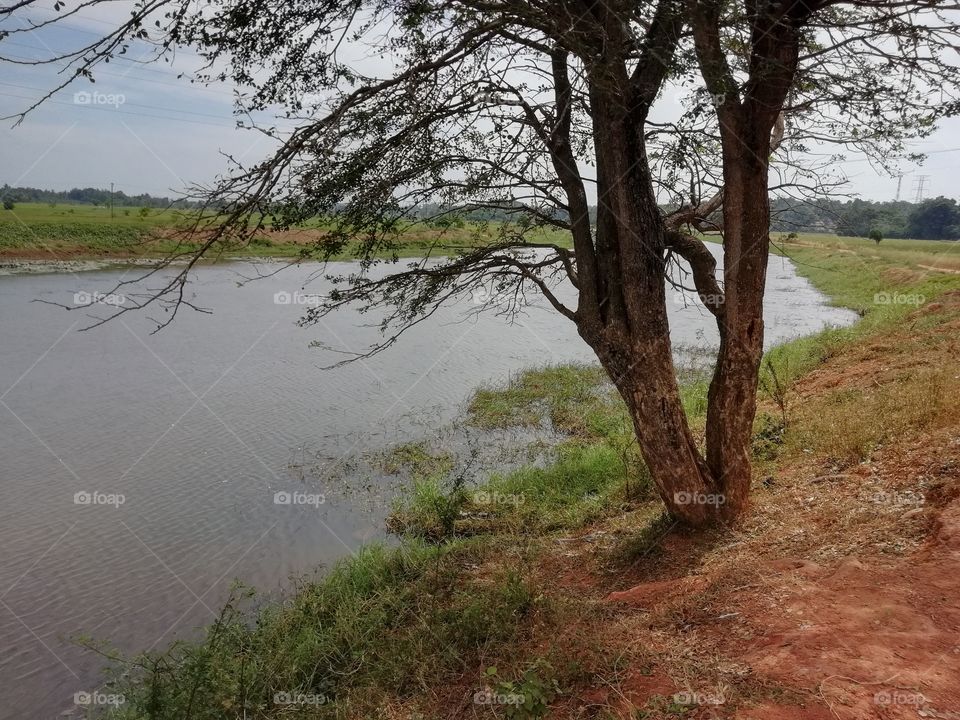 Tree near the lake