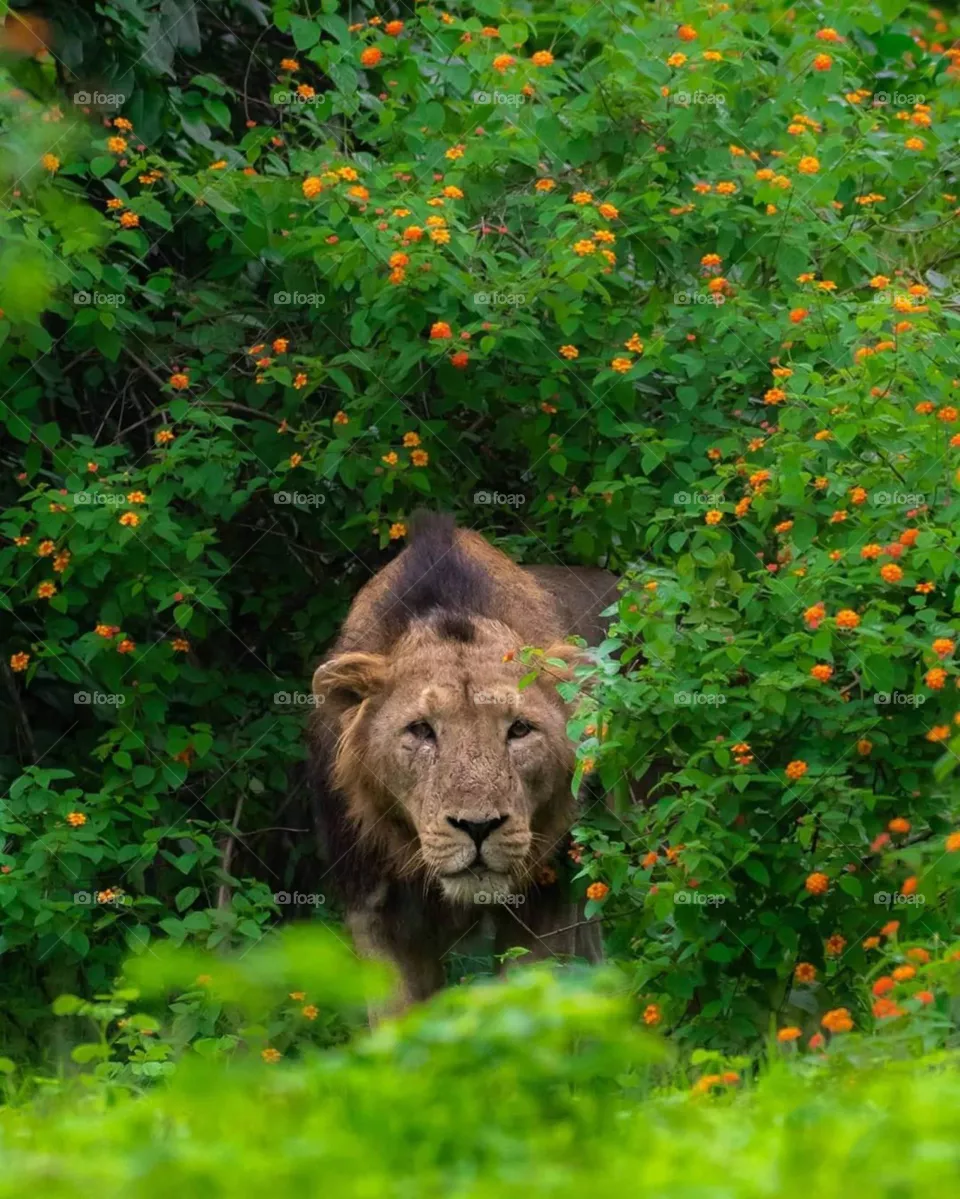 king lion