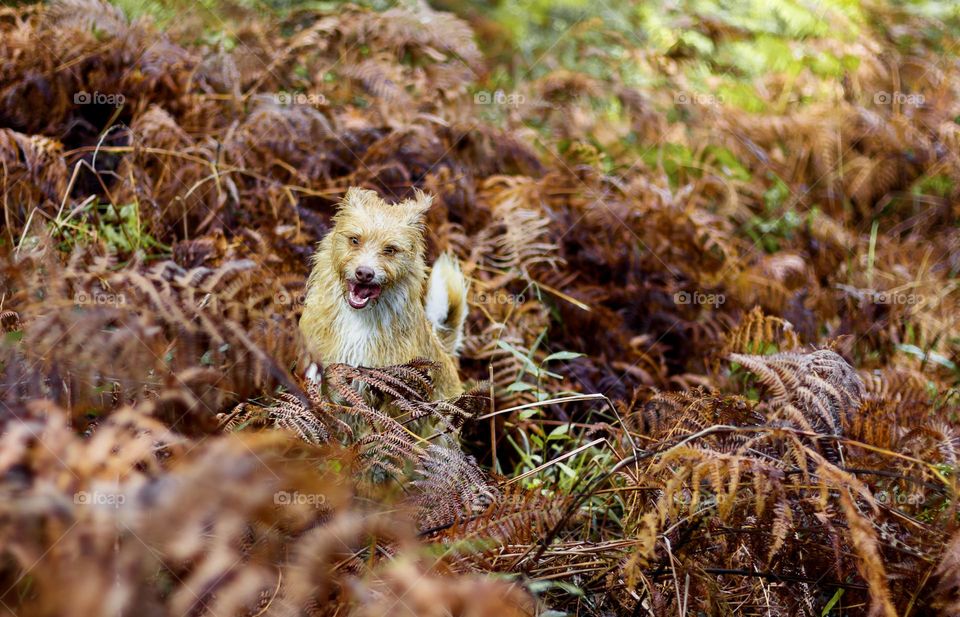 Dog playing in woodland, running through autumnal bracken