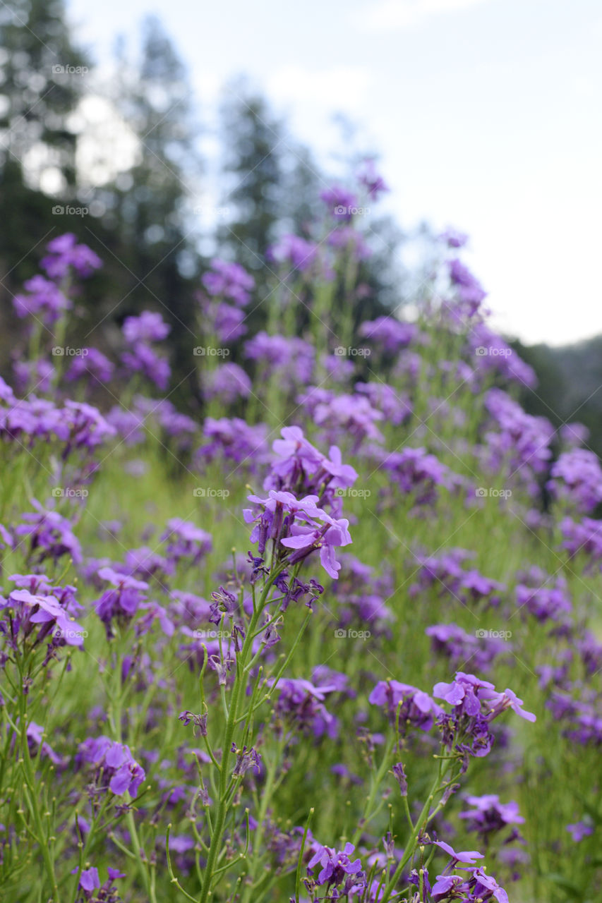 Field of Purple Wildflowers 