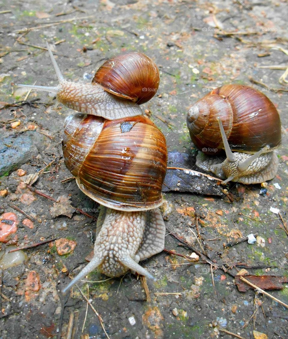 snails urban animal in the city park