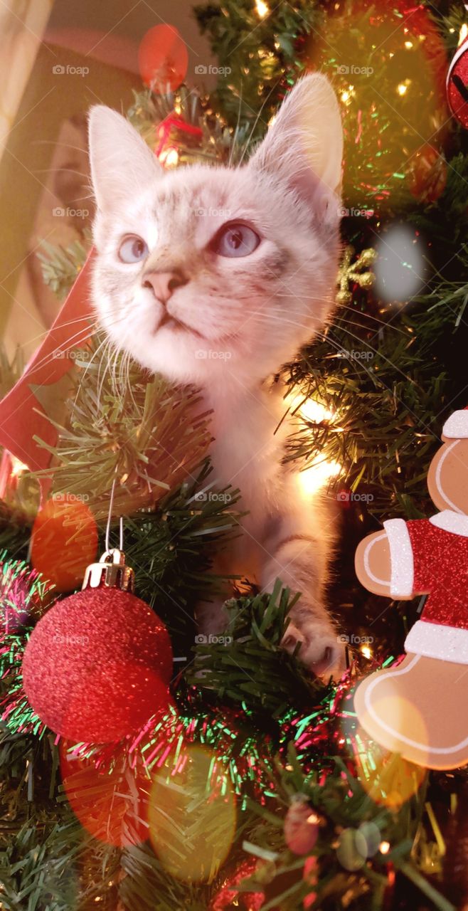 this pretty kitty was ready to pounce on Santa!