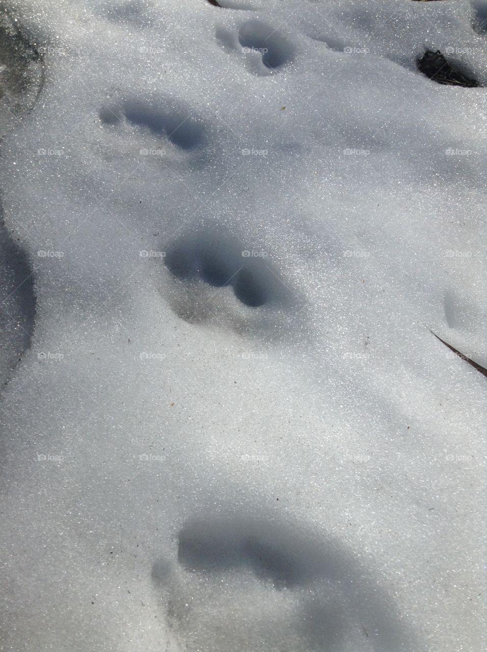 Snowy paw print trail