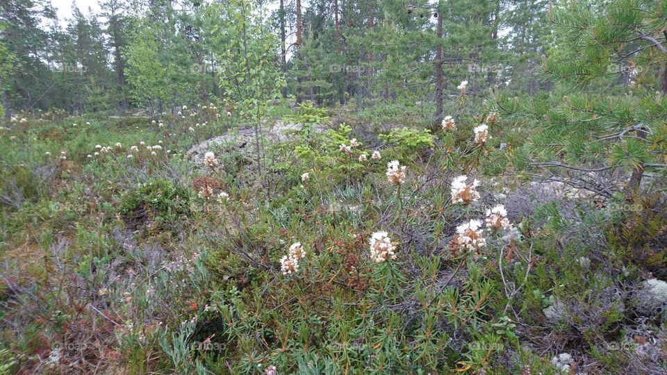 Rhododendron tomentosum