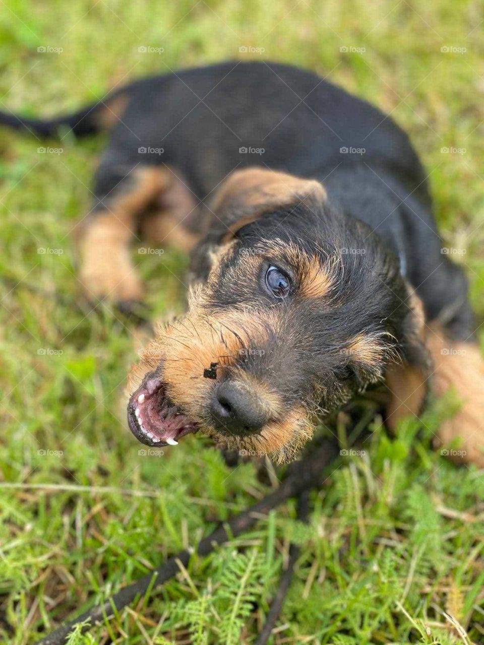 Jamnik szorstkowłosy