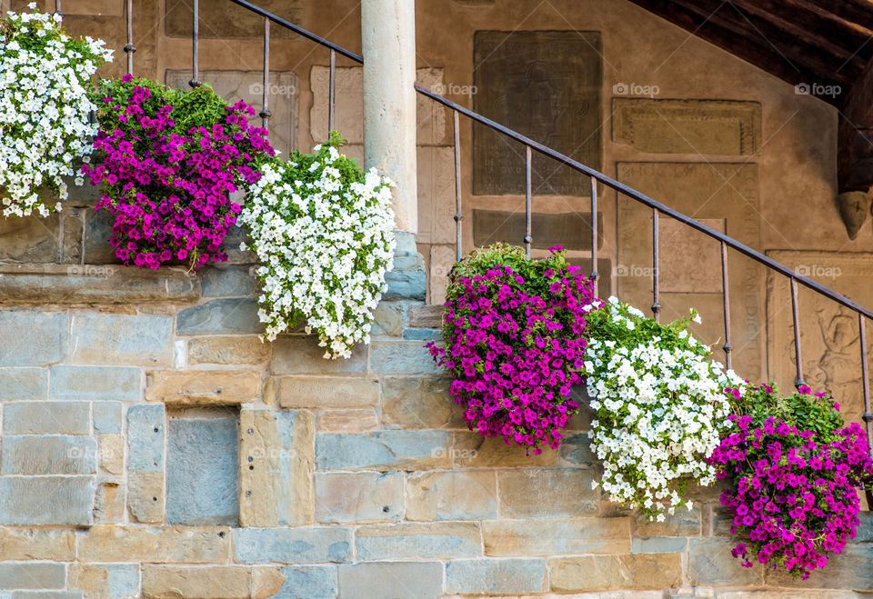 Purple and white petunia hanging flowers decoration