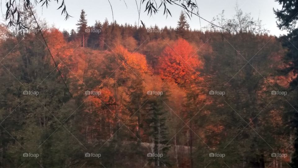Fall, Tree, Landscape, Wood, Leaf