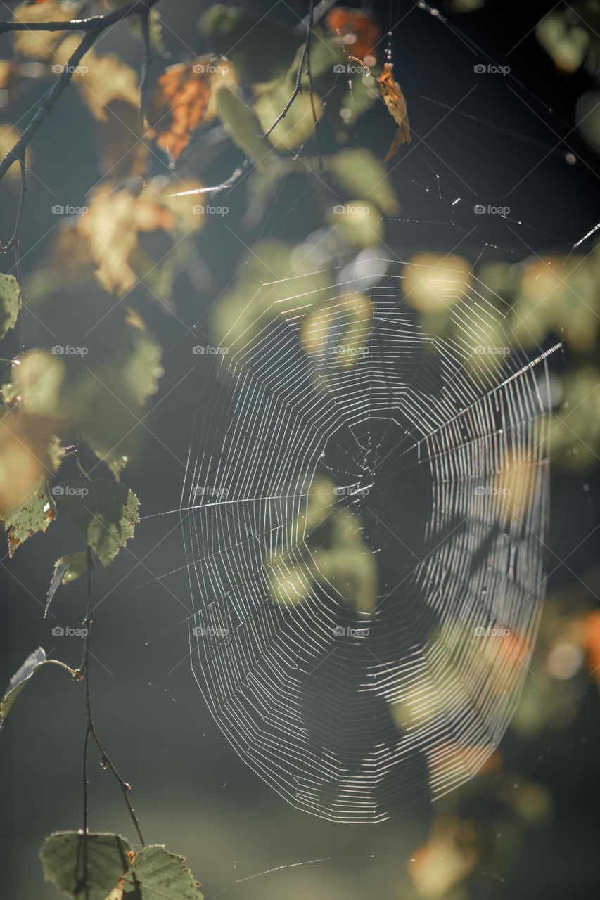 Spider web on birches branches in sunlight