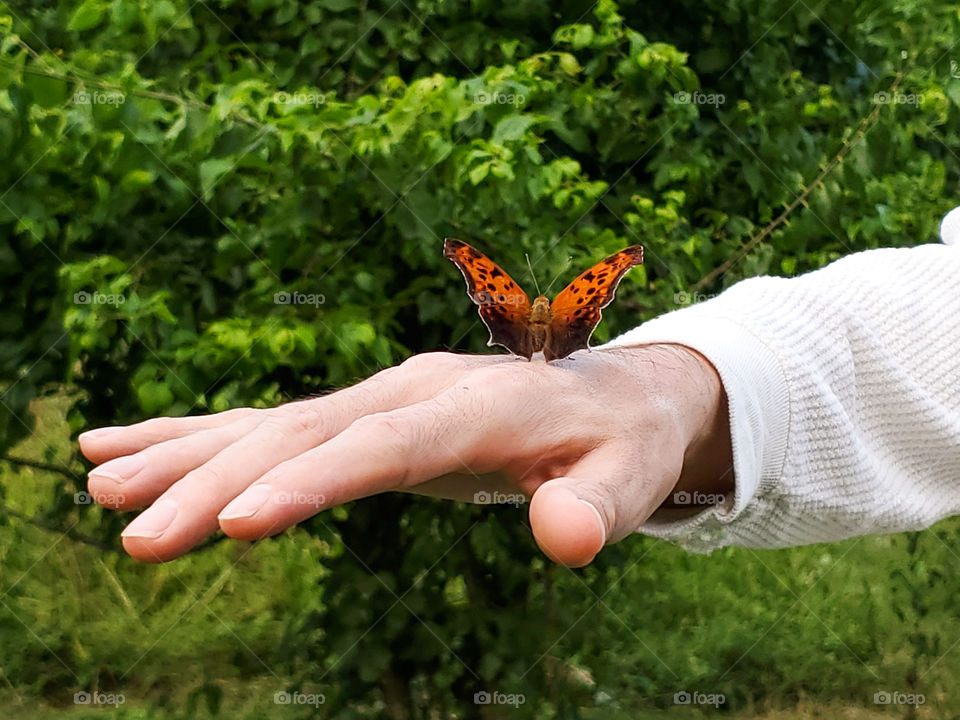 Interacting with nature!  The friendly and beautiful question mark butterfly on a man's hand.