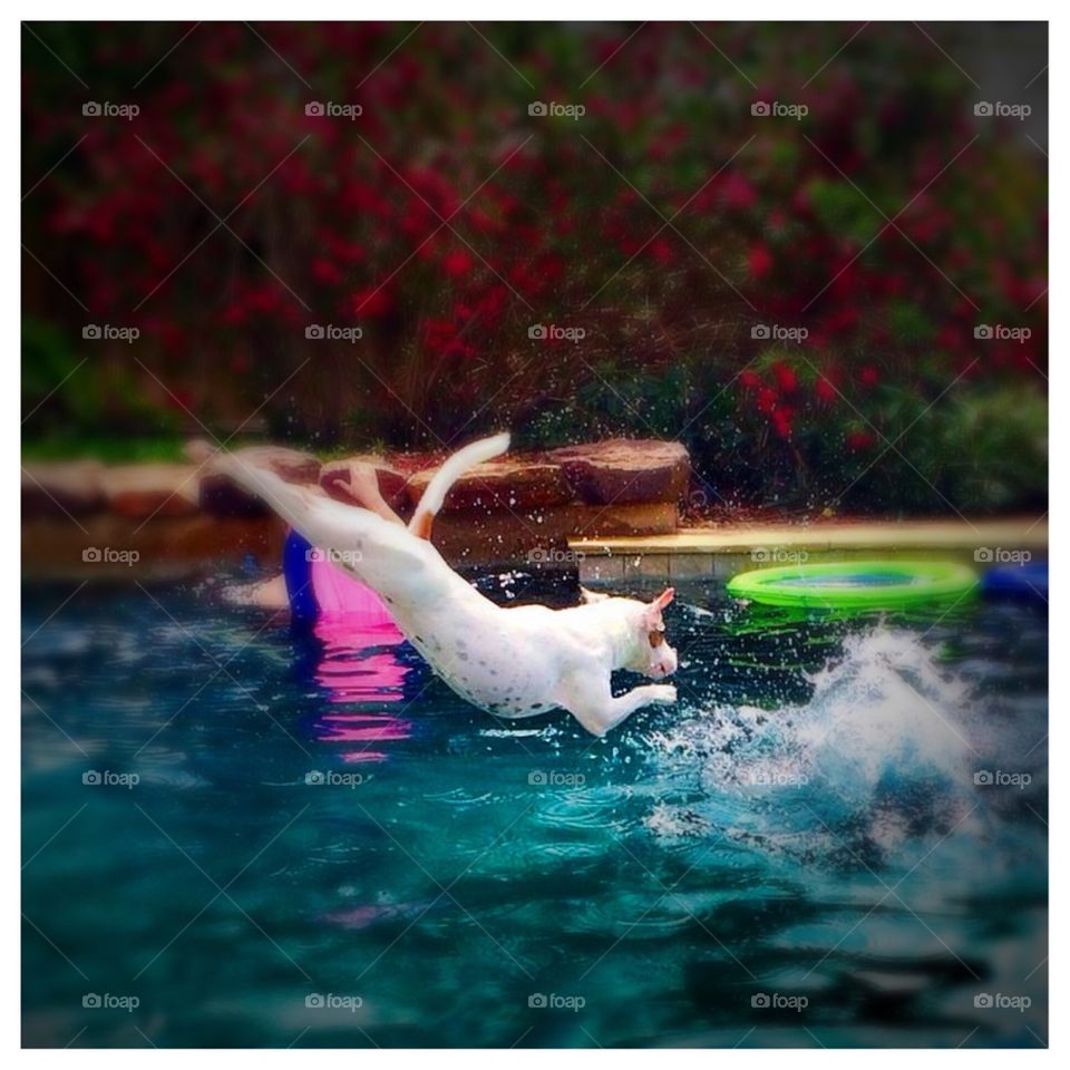 Swan dive