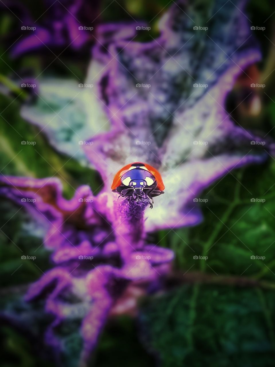 Ladybug on a weed close up