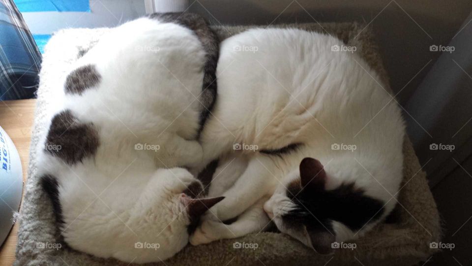 Two Cats Sharing Cat Tree