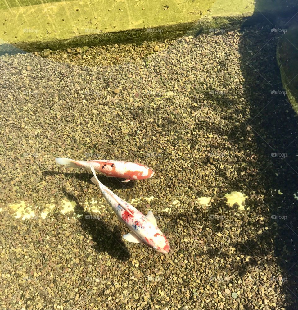 Two Koi buddies in the Balboa Park pond in San Diego 
