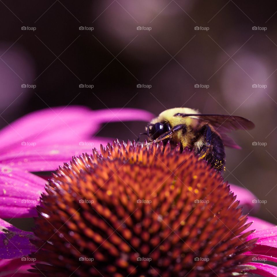 bumble bee. Taken in my backyard, macro shot