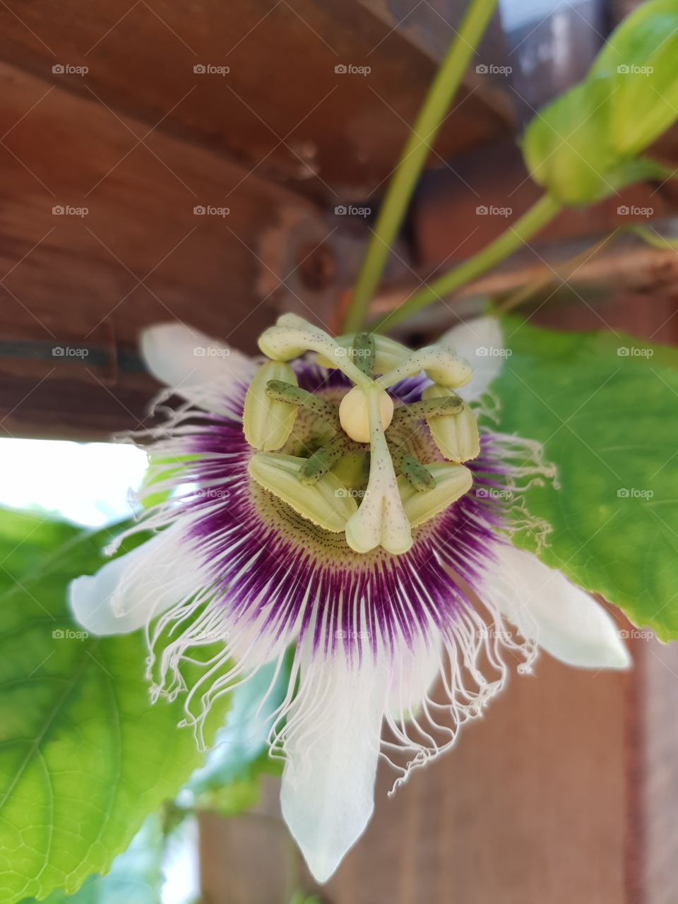 Passion flower rooftop gardening