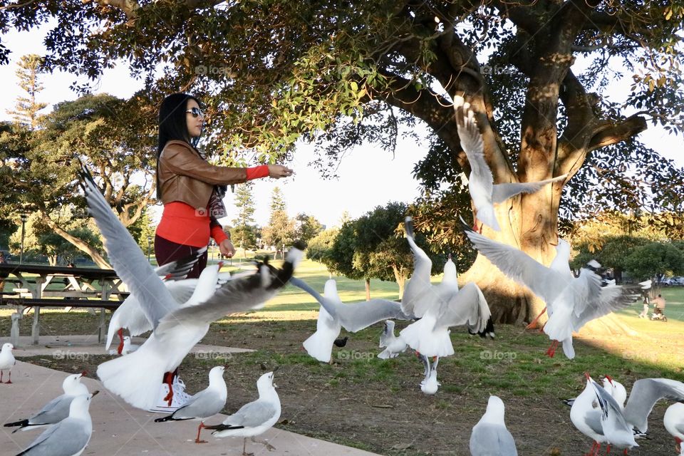 Love seagull birds photo was taken in the park while eating some potato chips I had feed those birds.