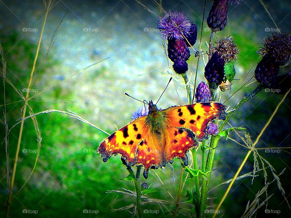 butterfly. on the search of nectar