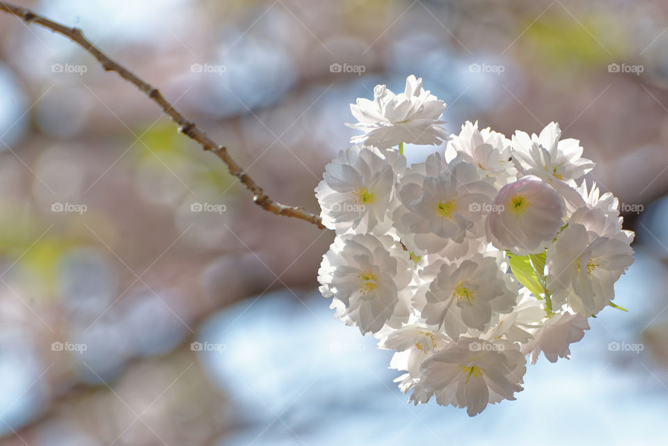 Almost white yaezakura cluster