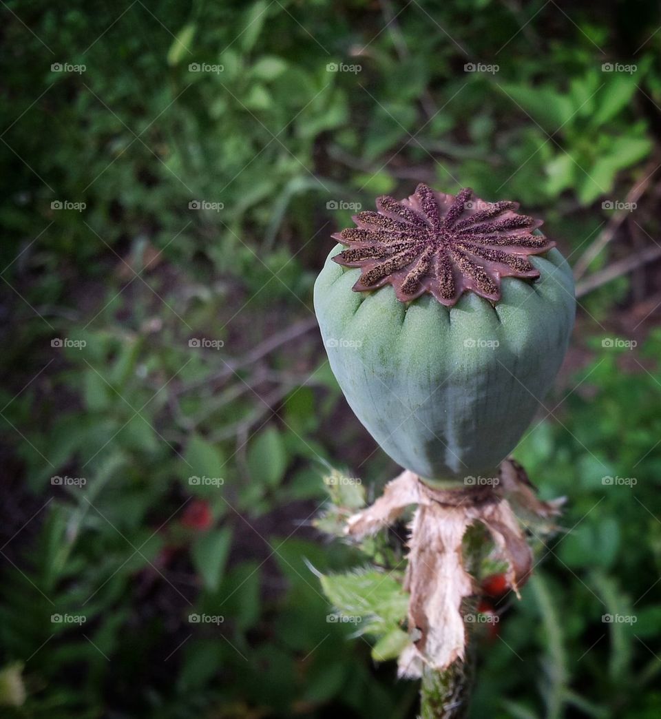 Poppy capsule