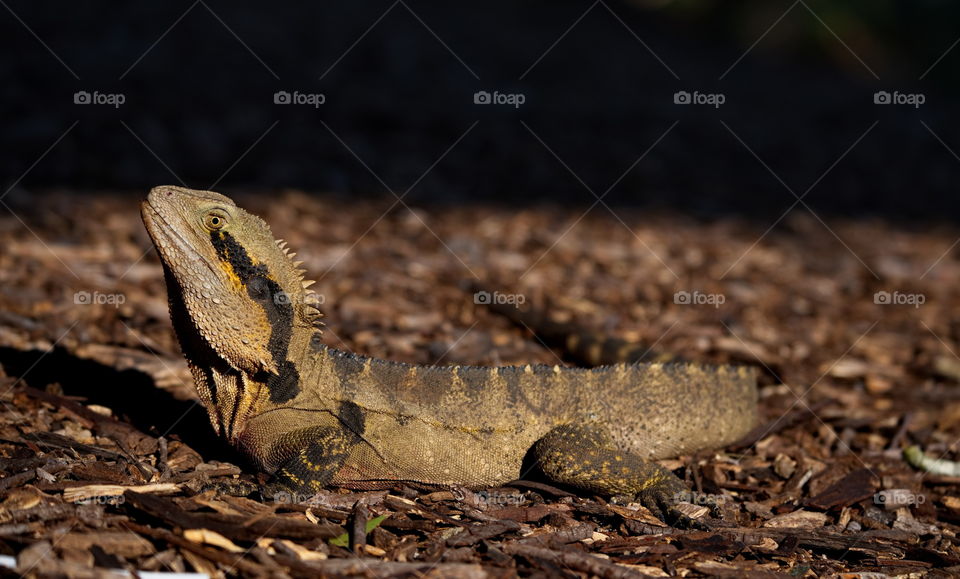 Eastern water dragon 