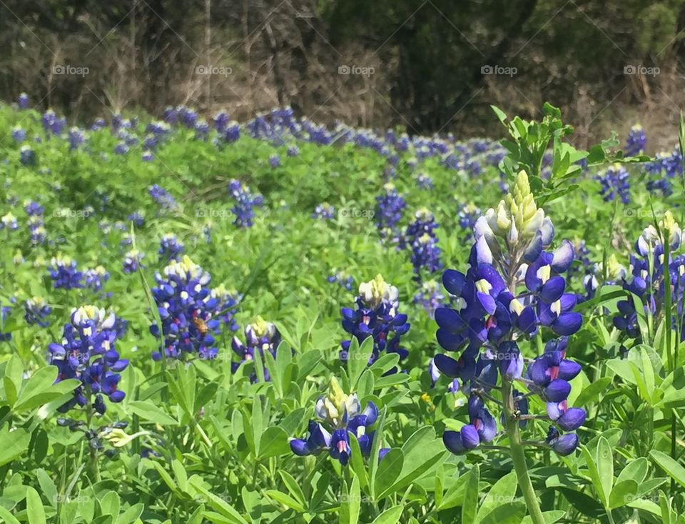 Bluebonnet flowers jn Austin