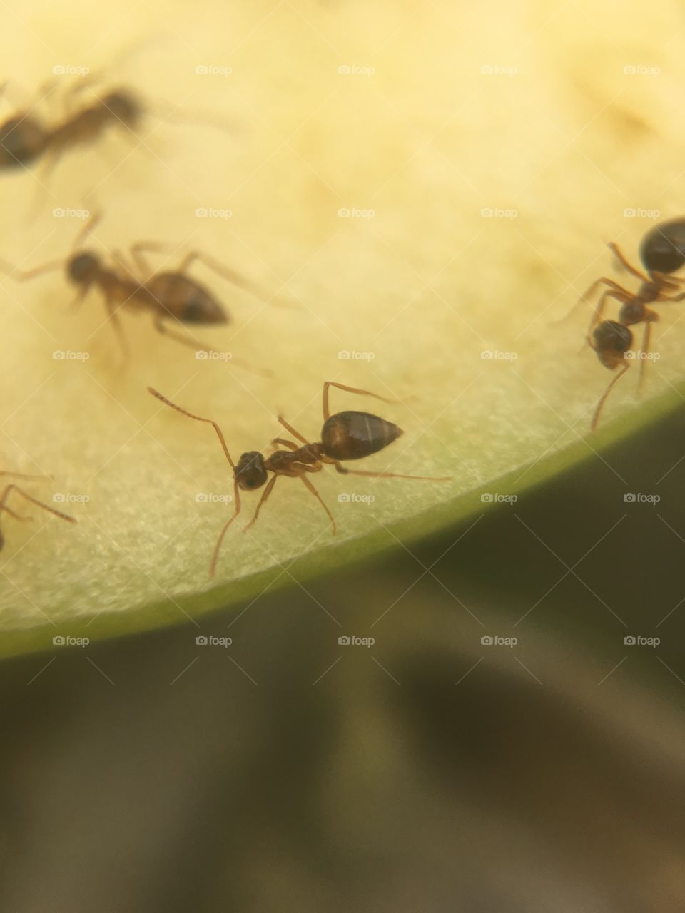 Ants working on some food