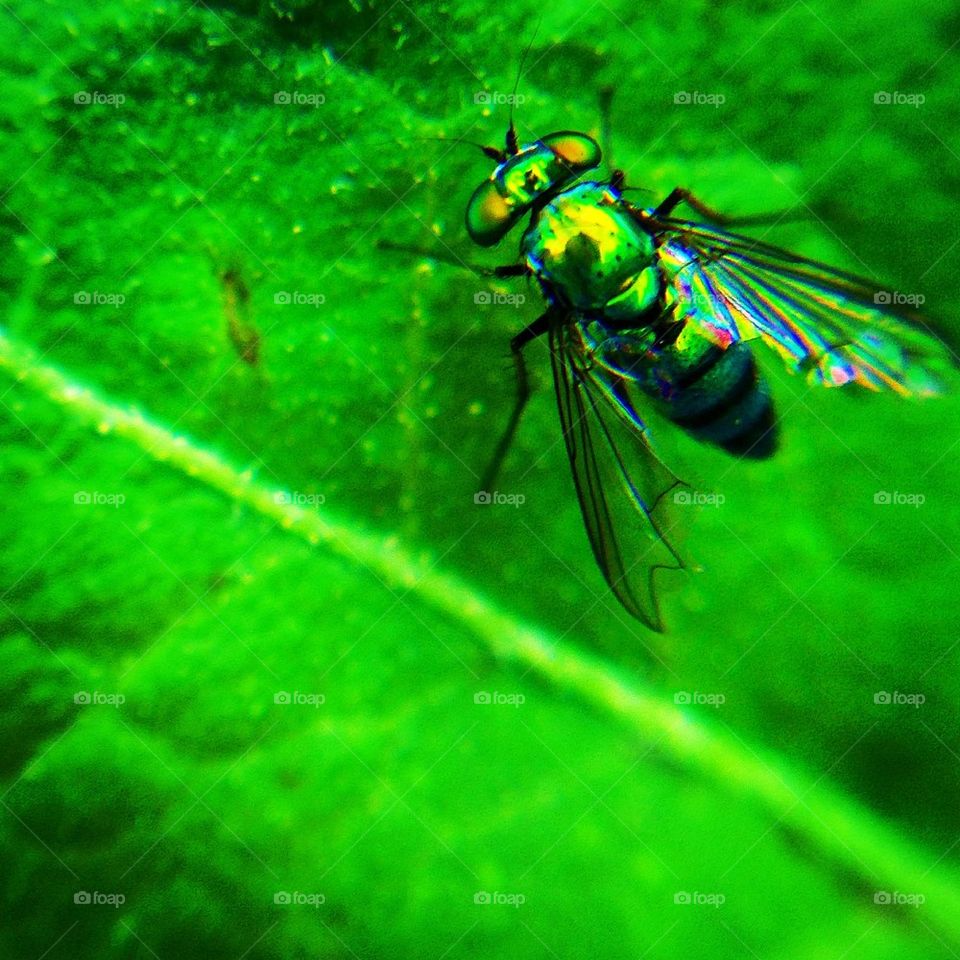 Green Fly