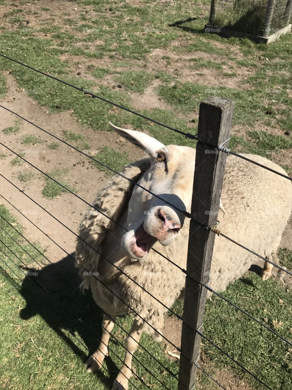 Funny sheep
