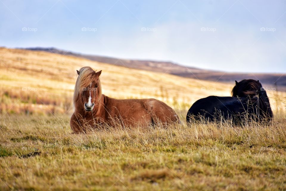 Icelandic horses in autumn fields in iceland