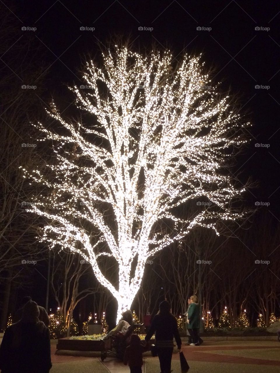 Lighted tree