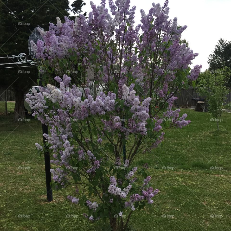 Old fashioned Lilac Tree
