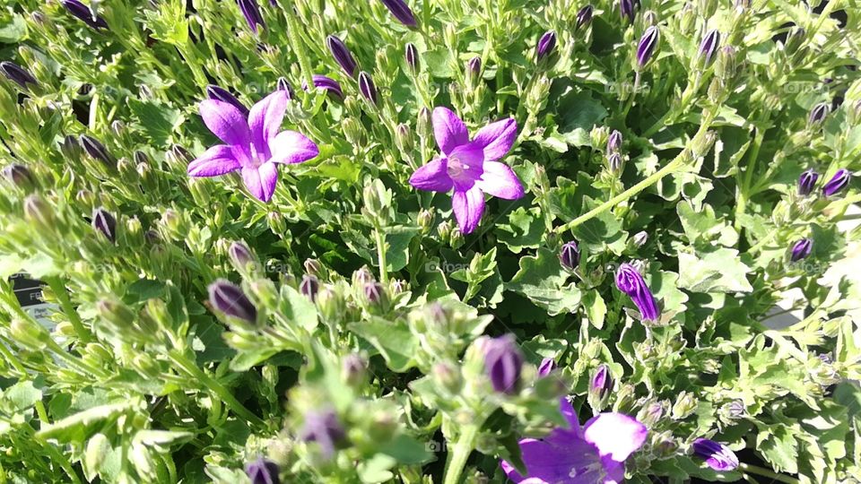 summer purple flowers