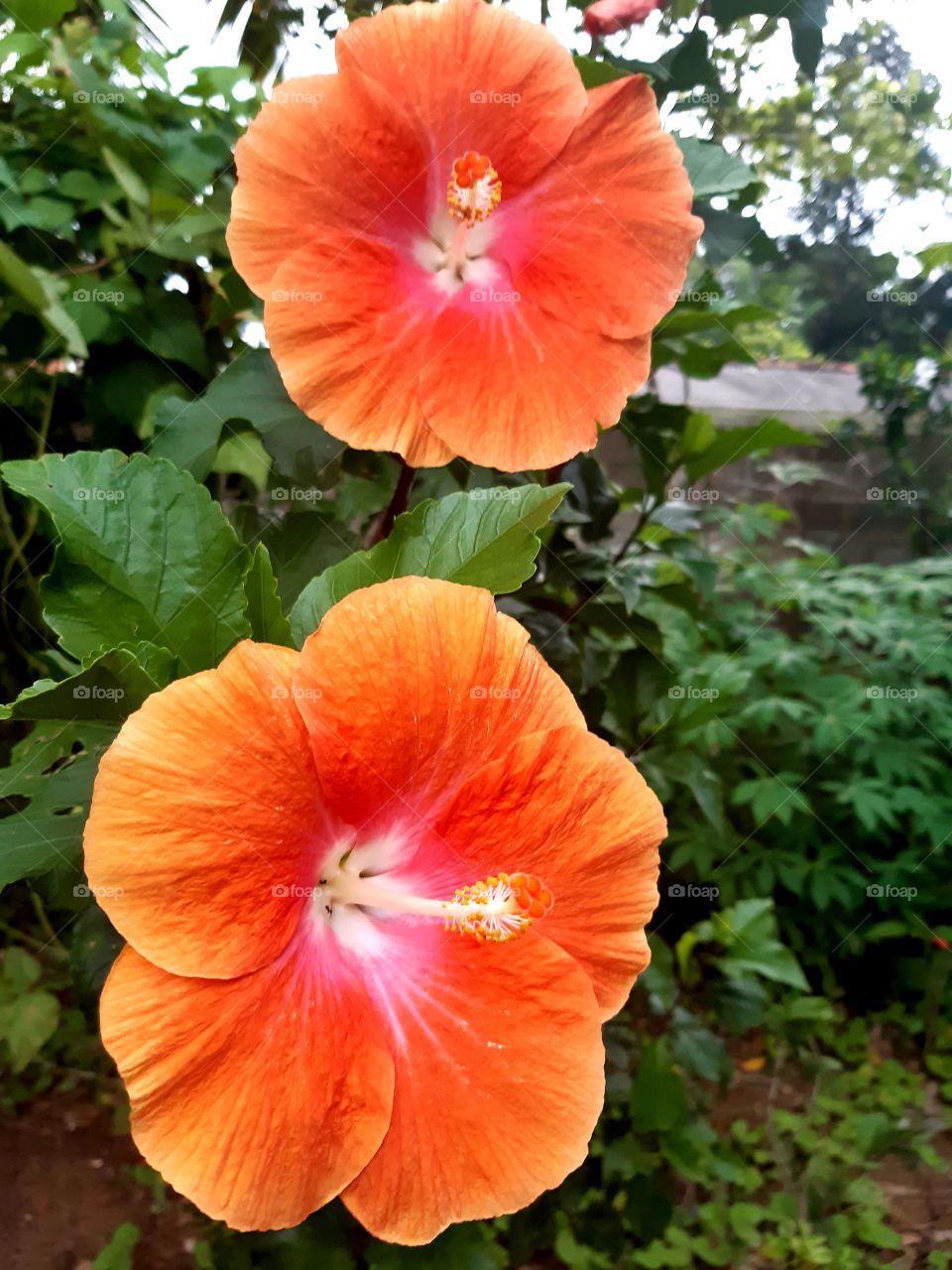 beautiful Orange Hibiscus flowers in my garden