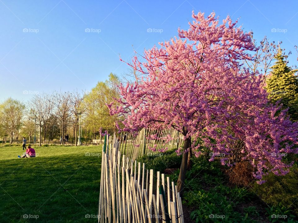 Spring in New York City