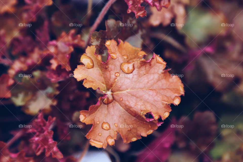 Water droplets on red leaf 